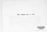 Leptoxyphium fumago image